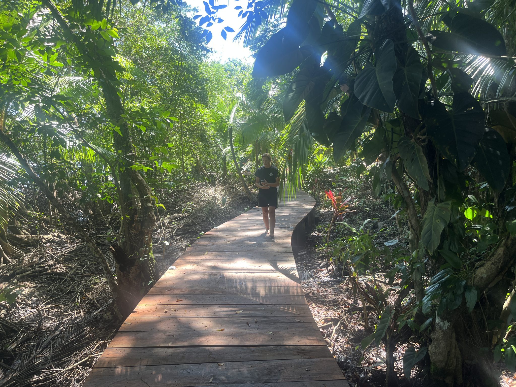 A wooden boardwalk running through the mangrove forest at Seahorse Point.