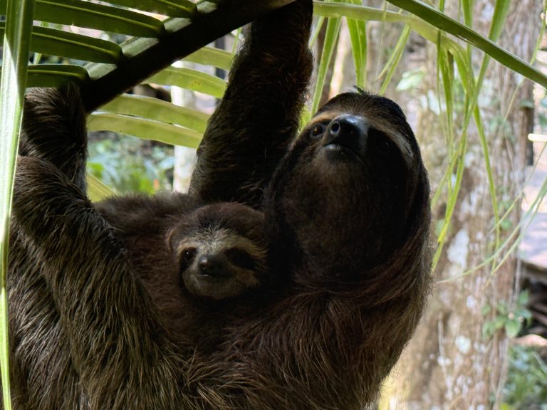 A sloth with a young sloth clinging to it, hanging from a tree.