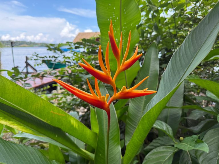 An orange heliconia in flower in the garden at Seahorse Point, with the bay behind.