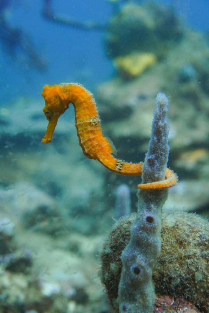 An orange seahorse holding on to a sponge underwater.