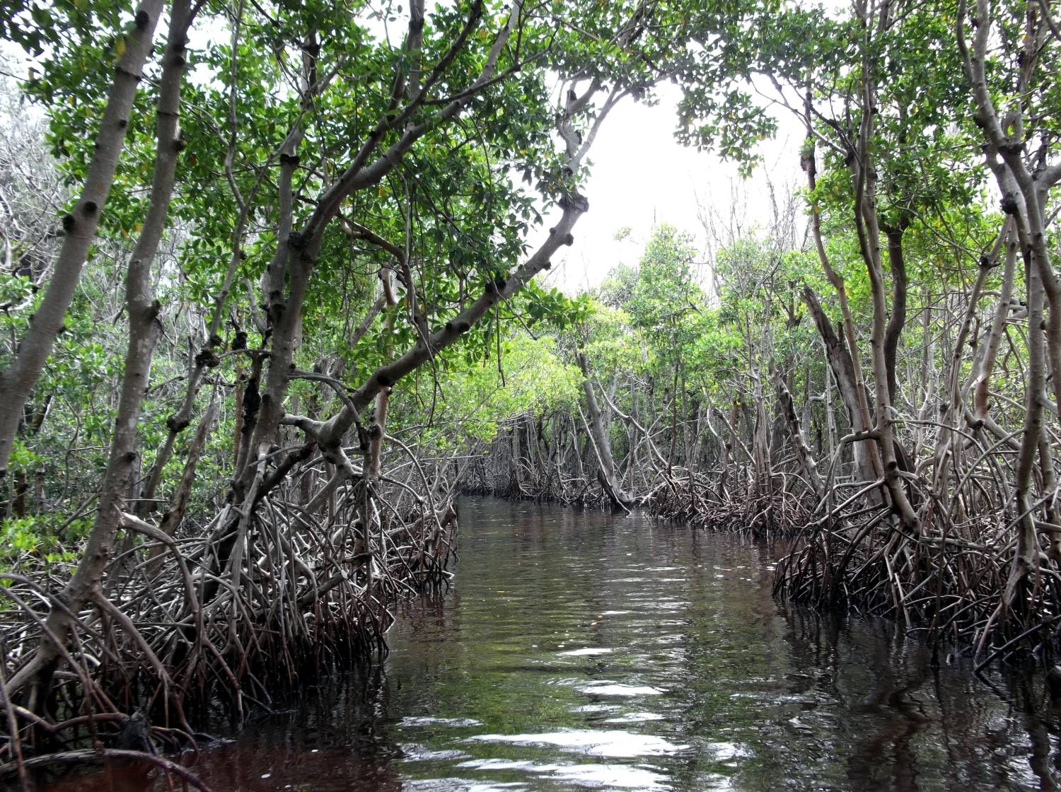Paddling view inside the mangrove tunnel: arching mangrove roots and branches over dark calm water