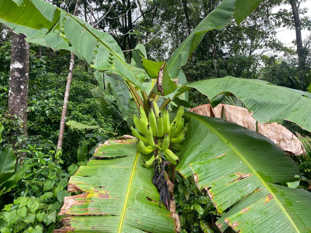 A bunch of green bananas growing among large leaves