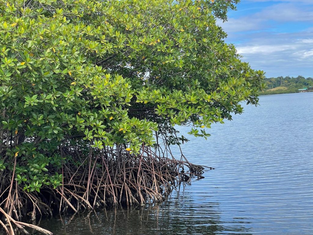 Red mangrove trees and their roots at the edge of the calm water