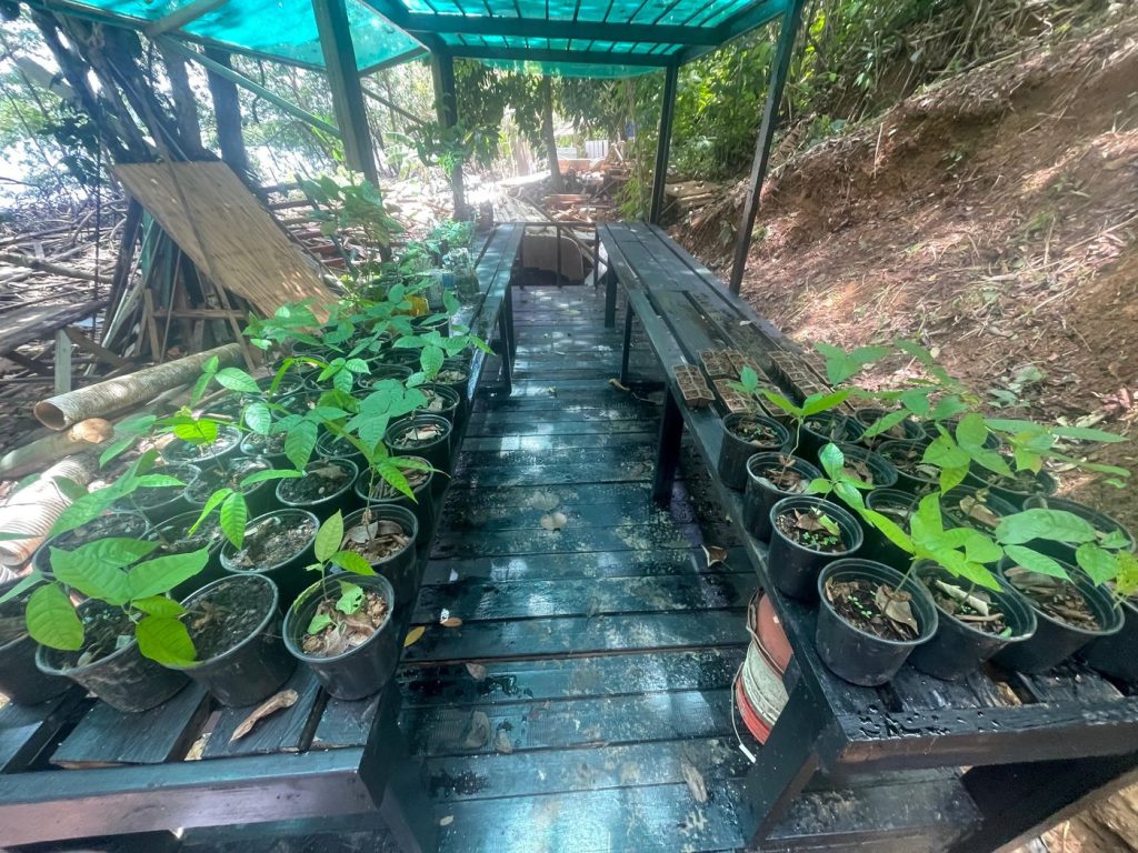 A walkway between benches of tree saplings in the nursery