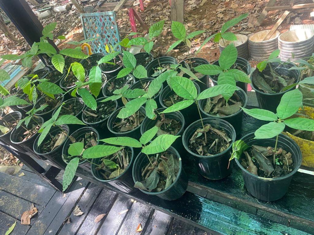 Young tree seedlings growing in black pots in the nursery